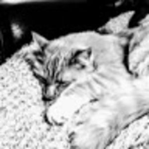 Meet your Posher, The_. art_.person